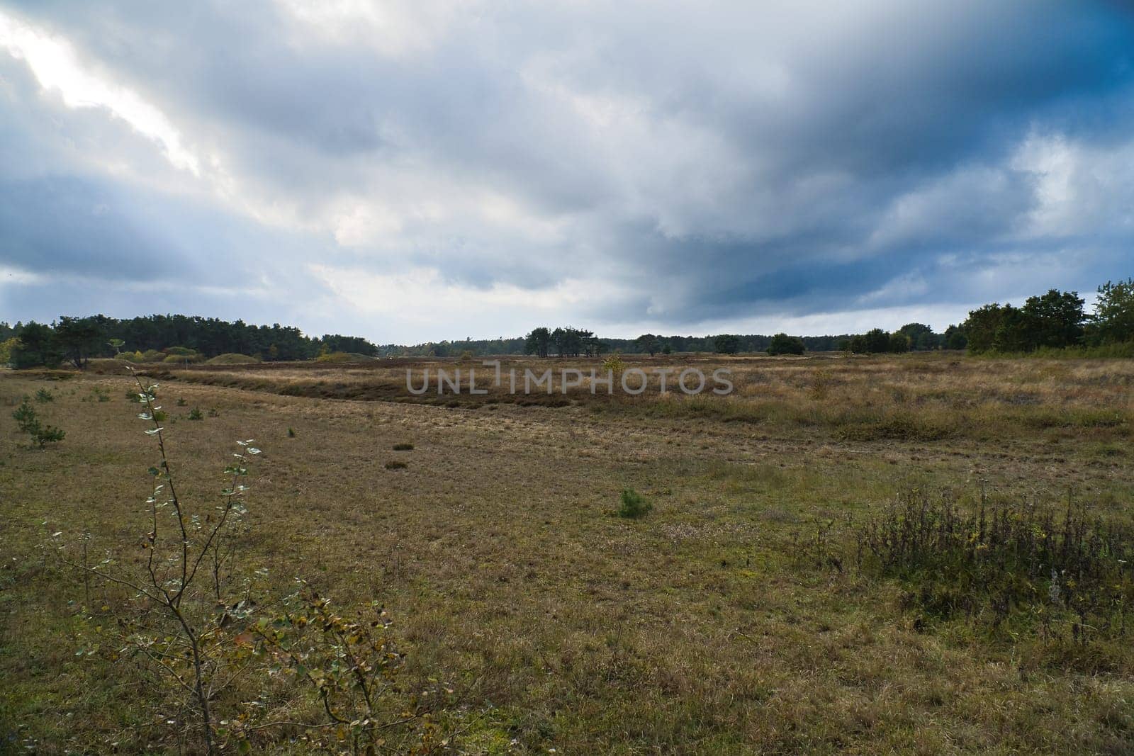 In front of landscape with grass and heather in Denmark, in front of the dunes. Trees and clouds, with heavy clouds. Landscape shot from Scandinavia