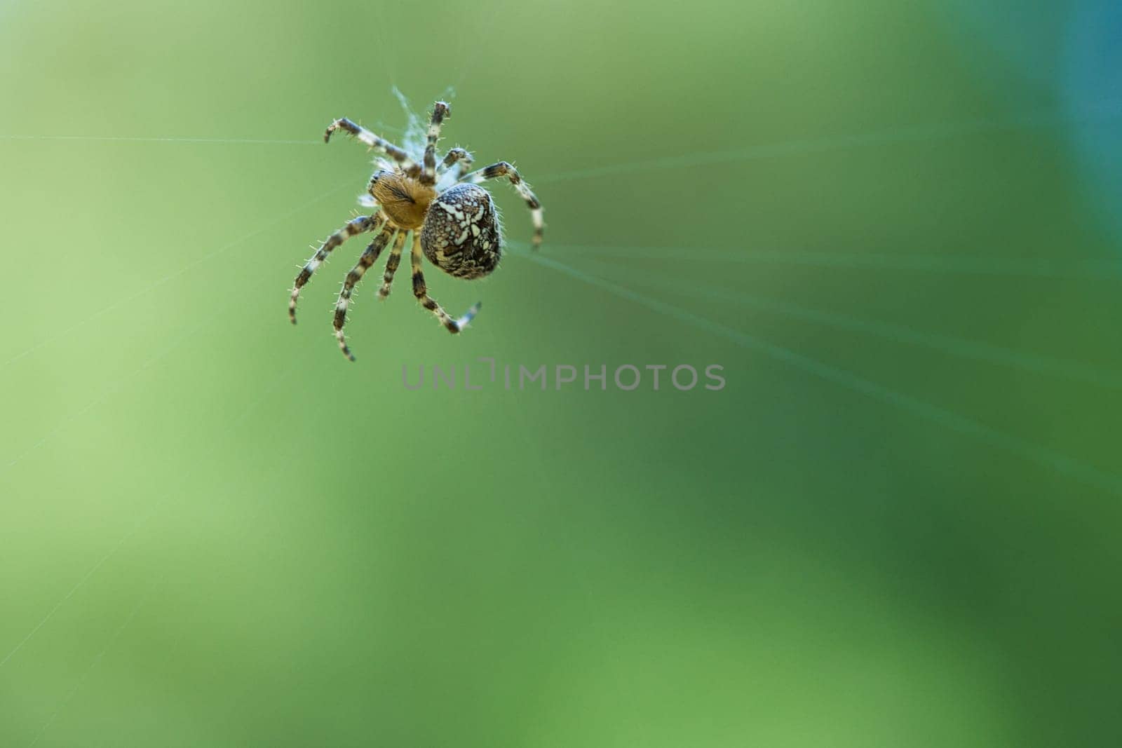 Cross spider in a spider web, lurking for prey. Blurred background. A useful hunter among insects. Arachnid. Animal photo from the wild.