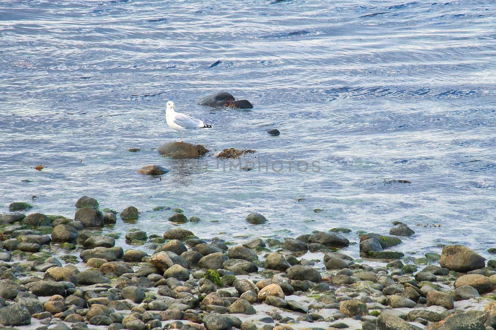 Stone beach on the sea of Denmark, with a seagull on a stone. Landscape shot on the water