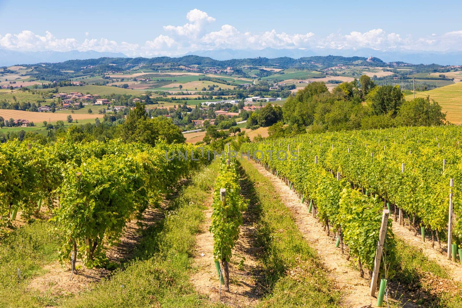 Barbera vineyard in Piedmont - Piemonte - region, Italy. Countryside landscape in Langhe area.
