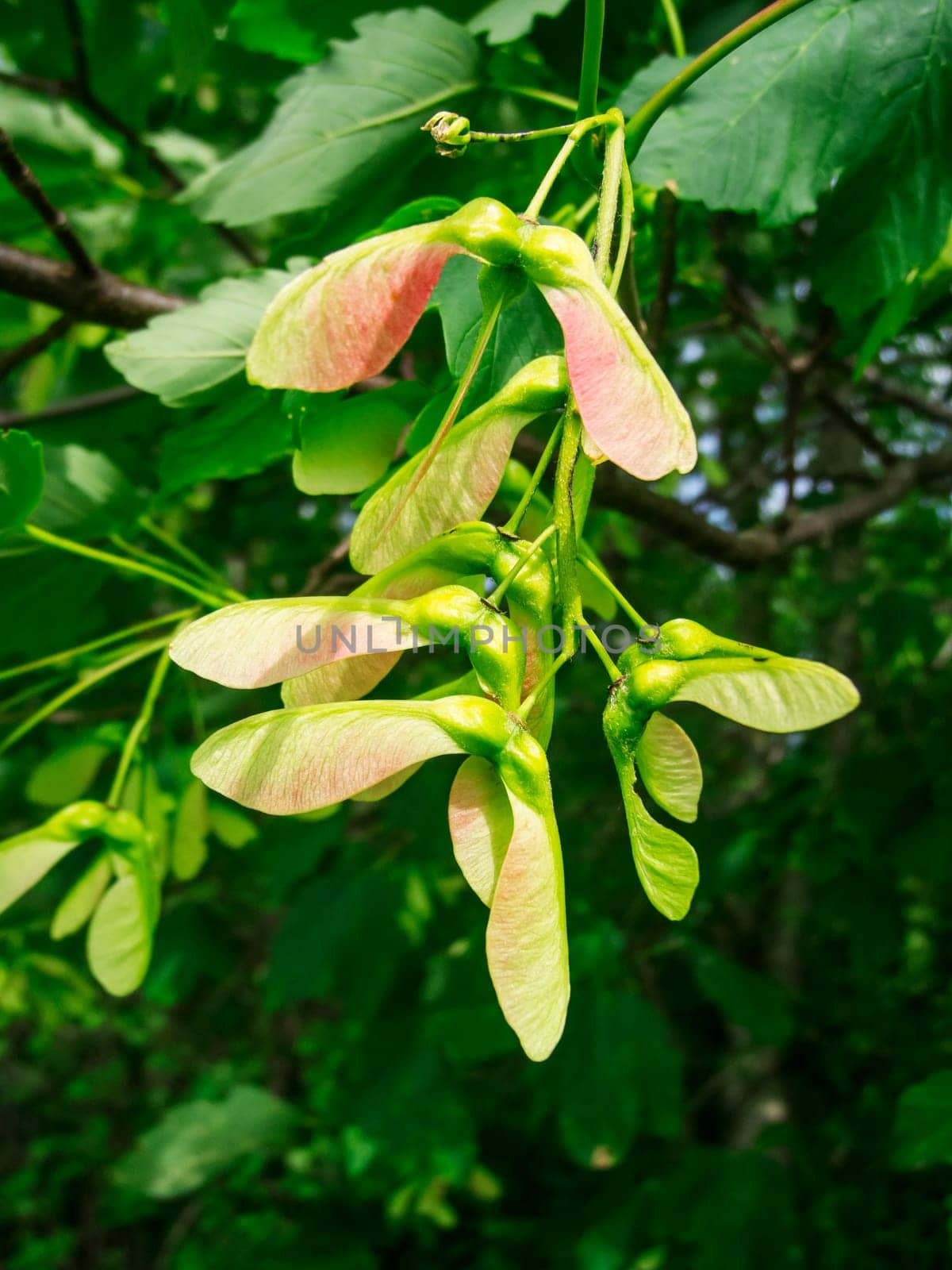 Close-up view of the fruits and seeds of the field maple (lat: Acer campestre) in a natural environment hanging in a group on the tree.