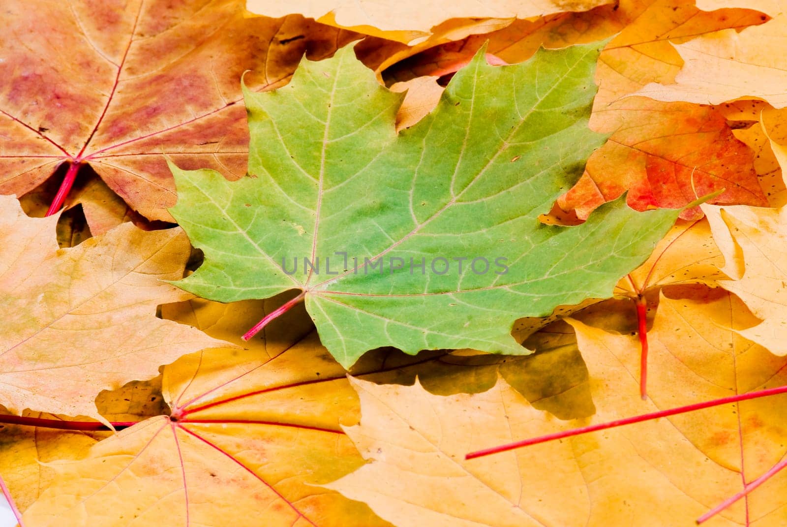 Autumn yellow and red leaves with one green on the middle