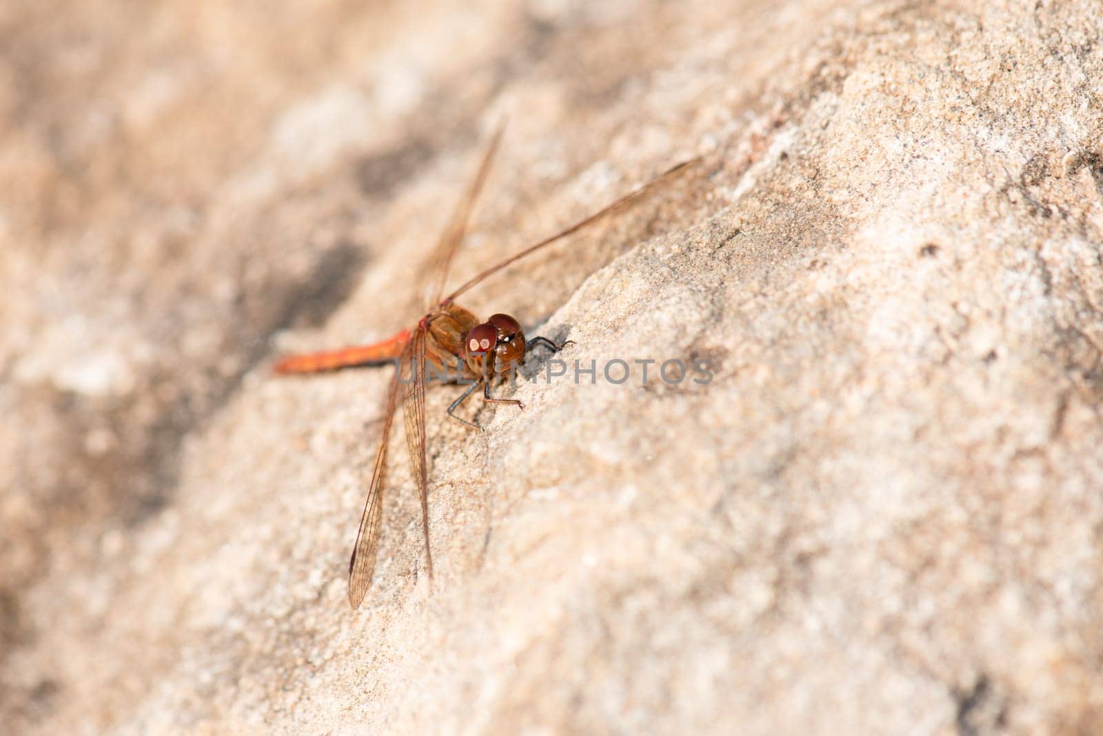 Red dragonfly, Neurothemis fluctuans is sitting on a stone, Haff Reimich nature reserve in Luxembourg