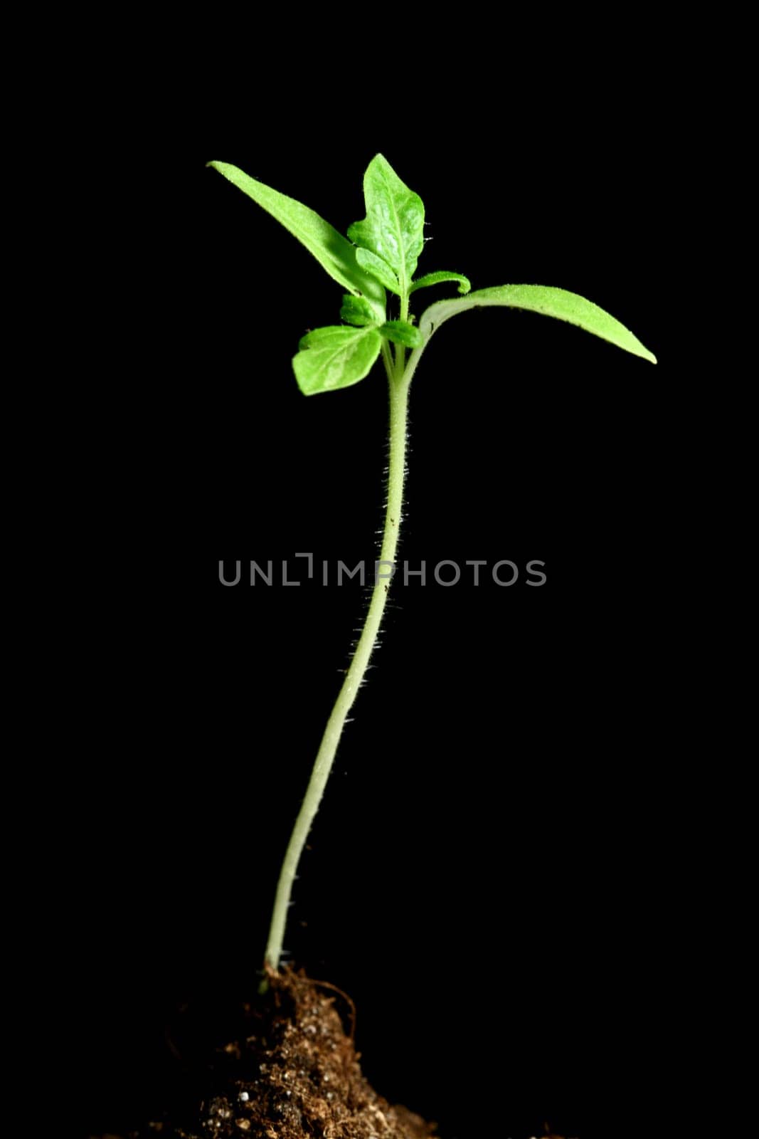 plant new life growth concept