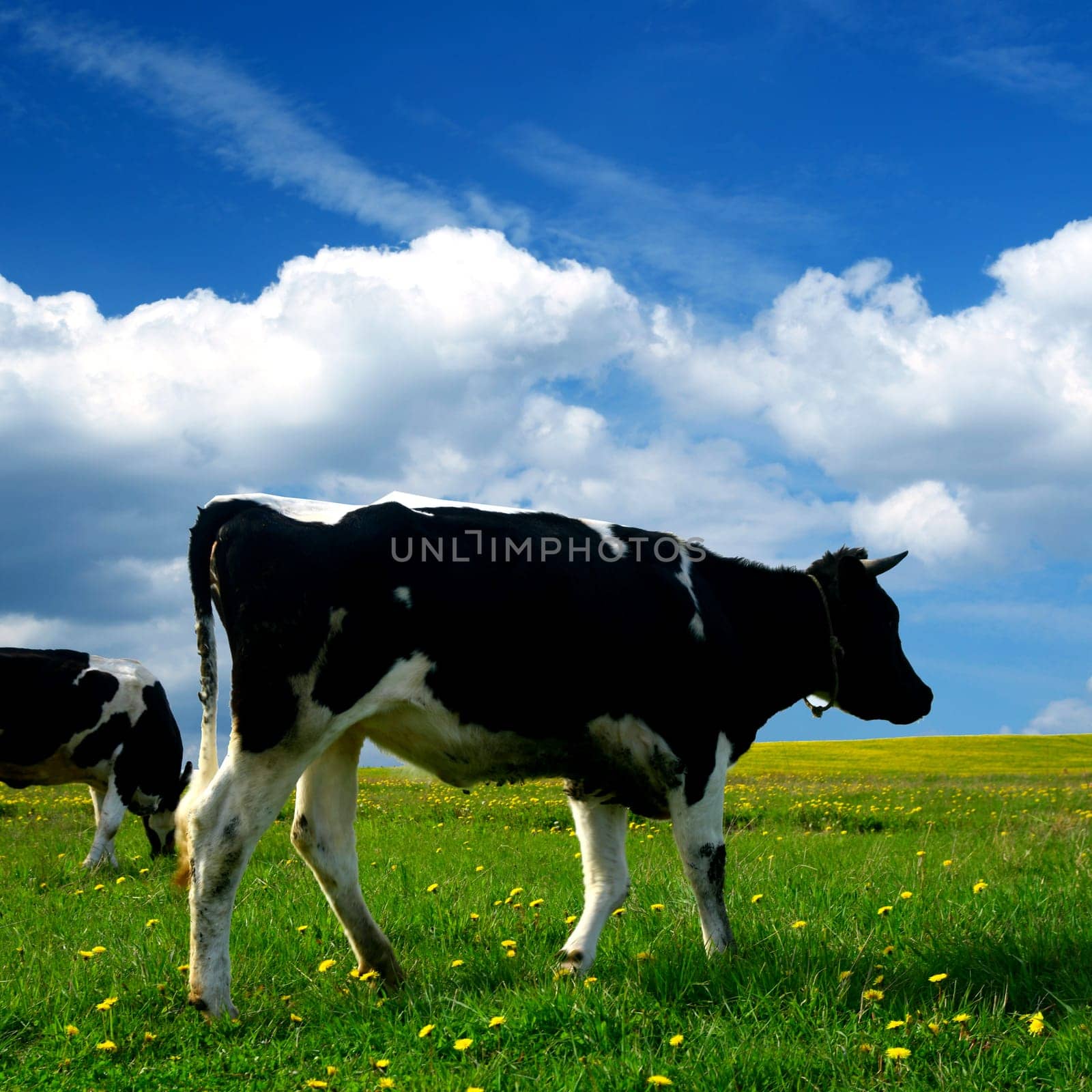 cow on green dandelion field under blue sky