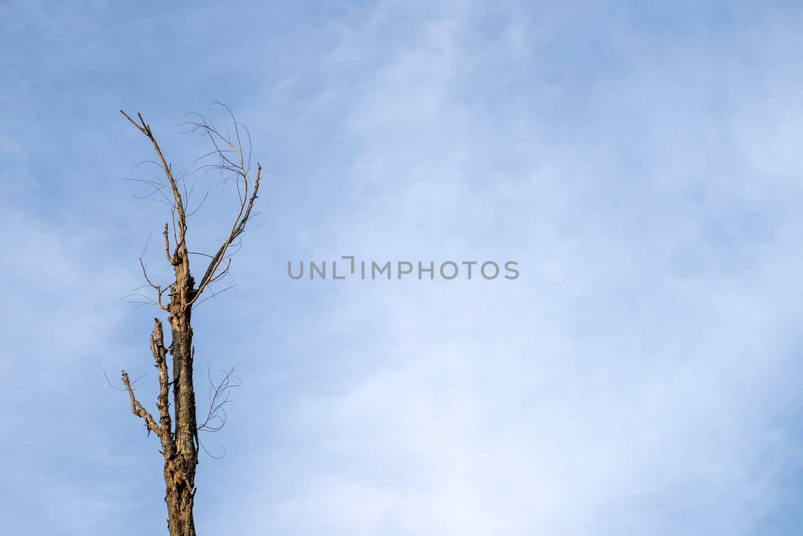 The tree top on the blue sky background.
