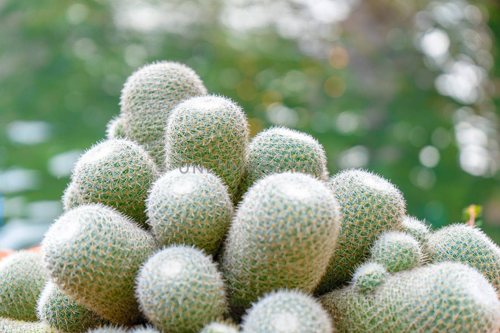 Cactus in bokeh nature background. Cactus in greenhouse