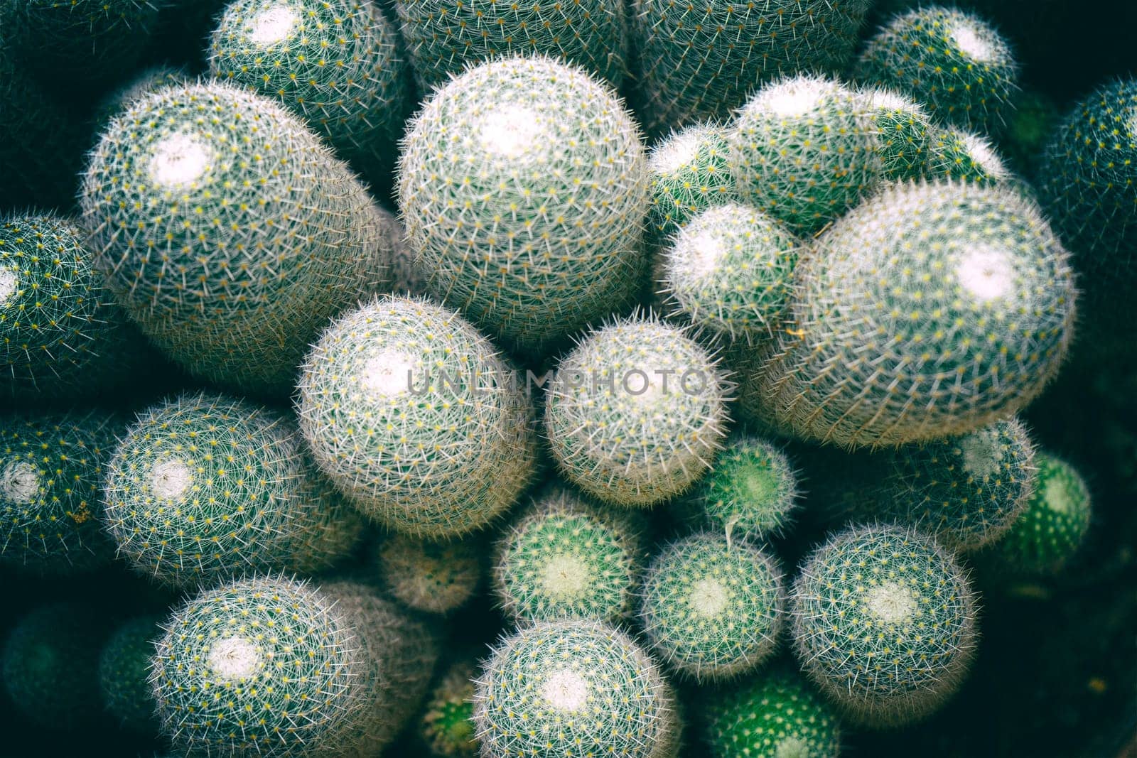 Top view of cactus in the garden