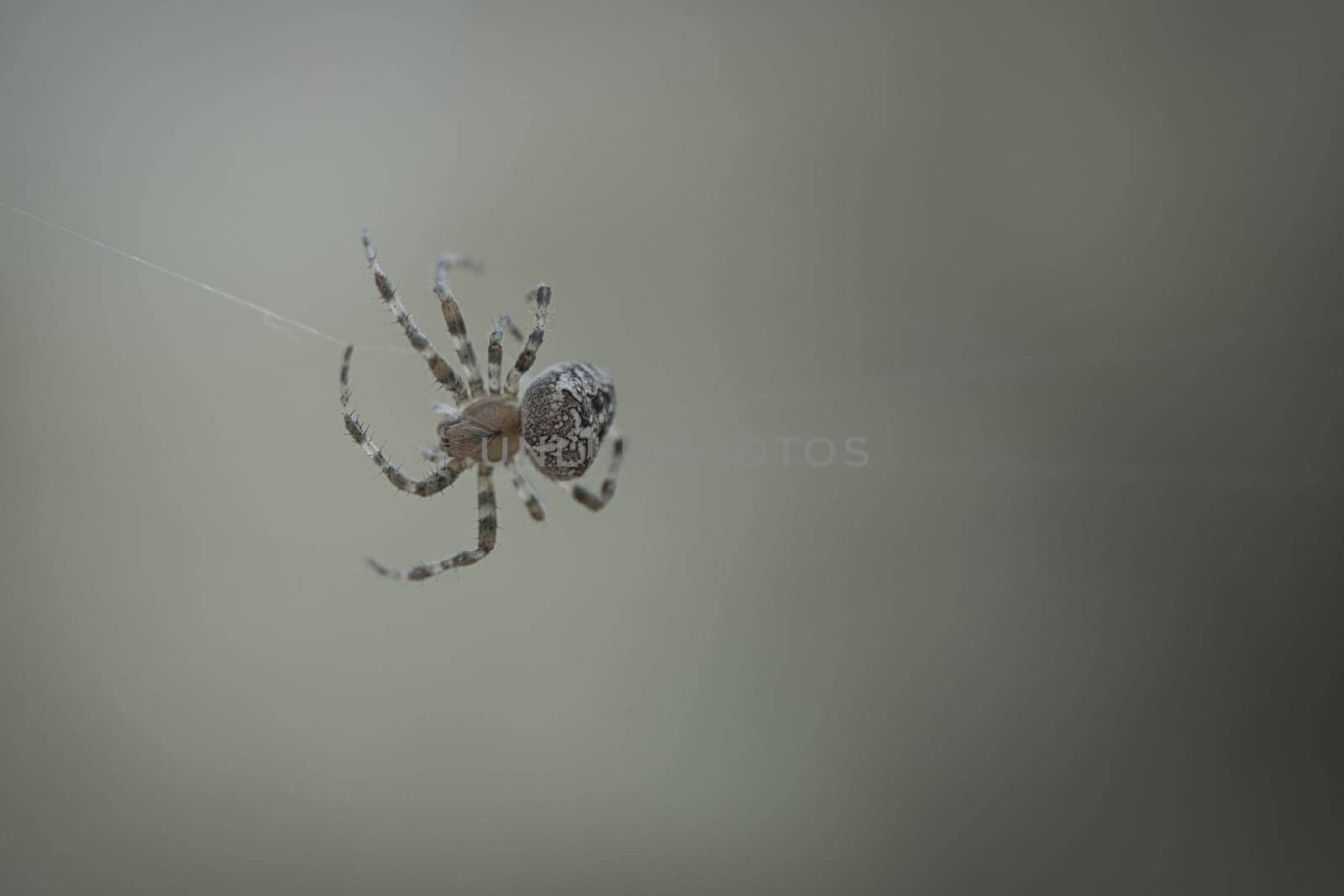 Cross spider crawling on a spider thread. Halloween fright. Blurred background. A useful hunter among insects. Arachnid. Animal photo from the wild.