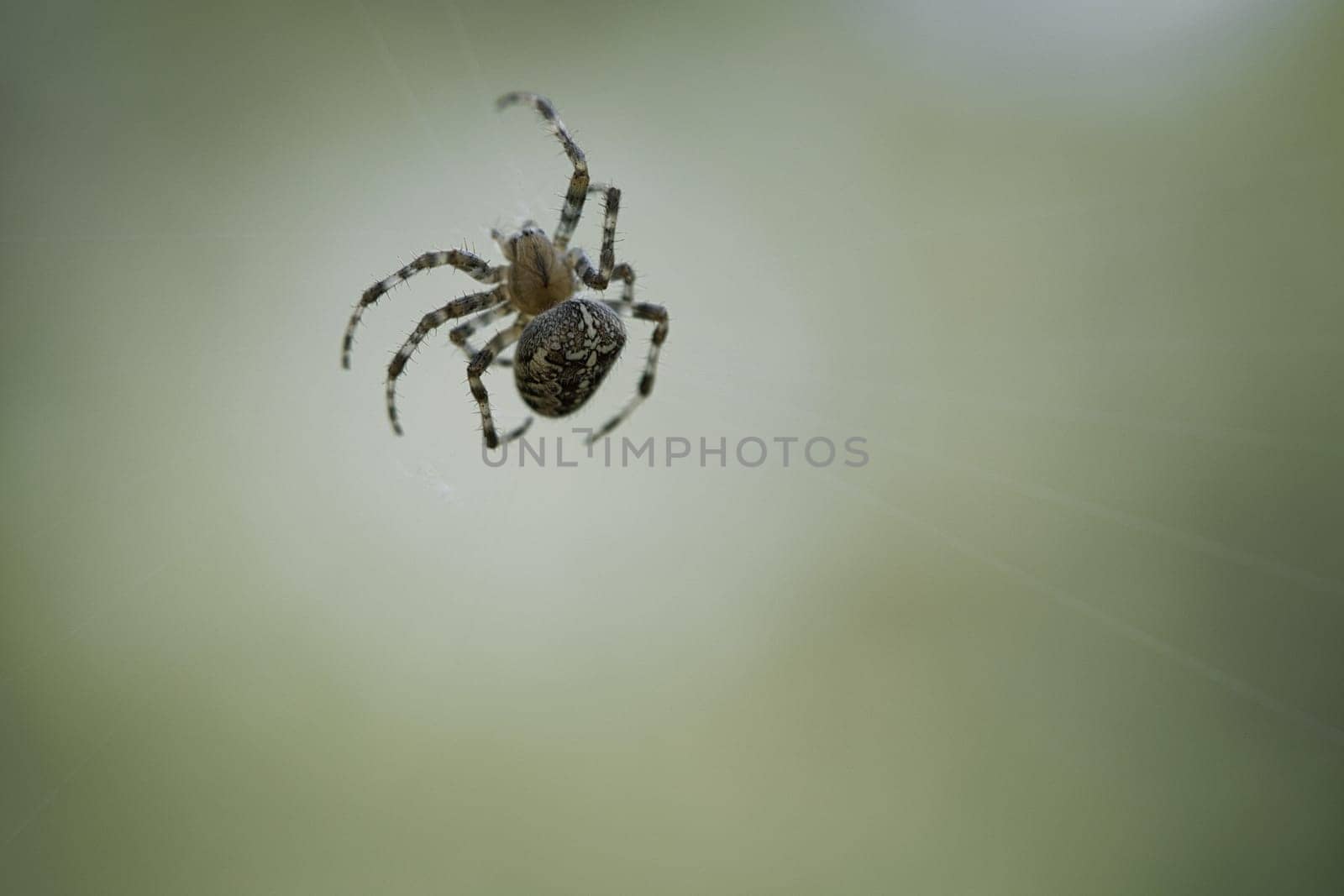 Cross spider shot crawling on a spider thread. Halloween fright. Blurred background. A useful hunter among insects. Arachnid. Animal photo from the wild.
