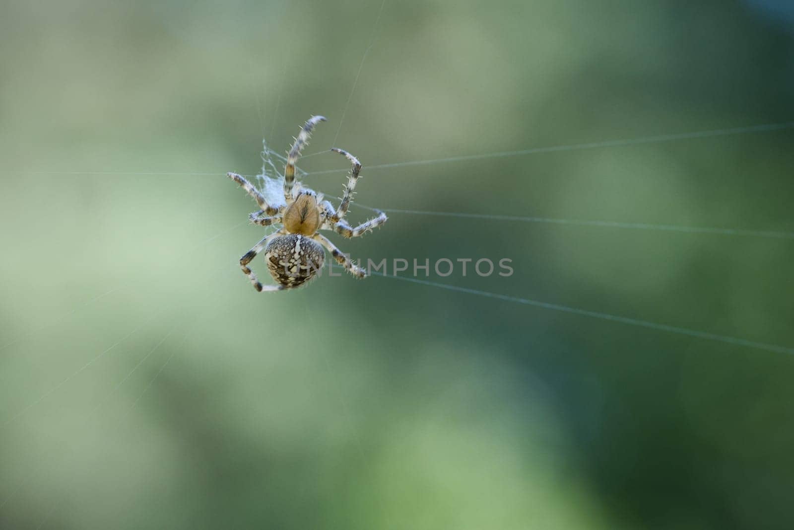 Cross spider shot crawling on a spider thread. Halloween fright. Blurred background. A useful hunter among insects. Arachnid. Animal photo from the wild.