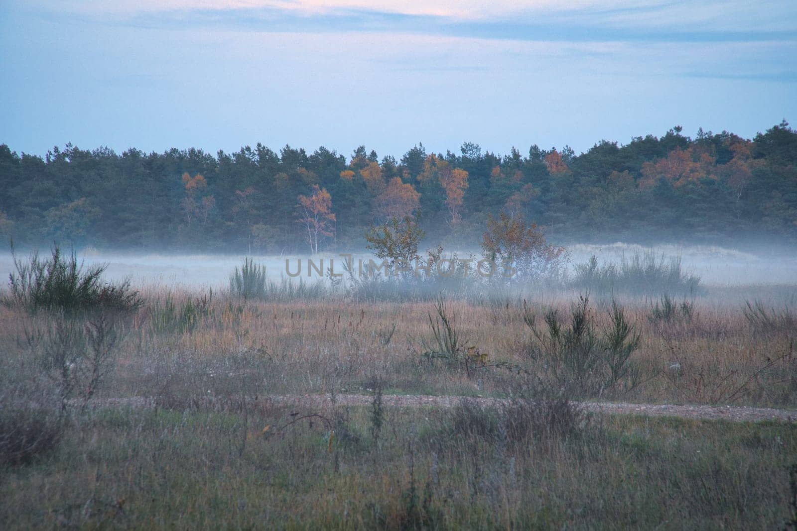 Fore land with fog on grass and heather in Denmark, in front of dunes. Trees and clouds in mystical mood. Landscape shot from Scandinavia
