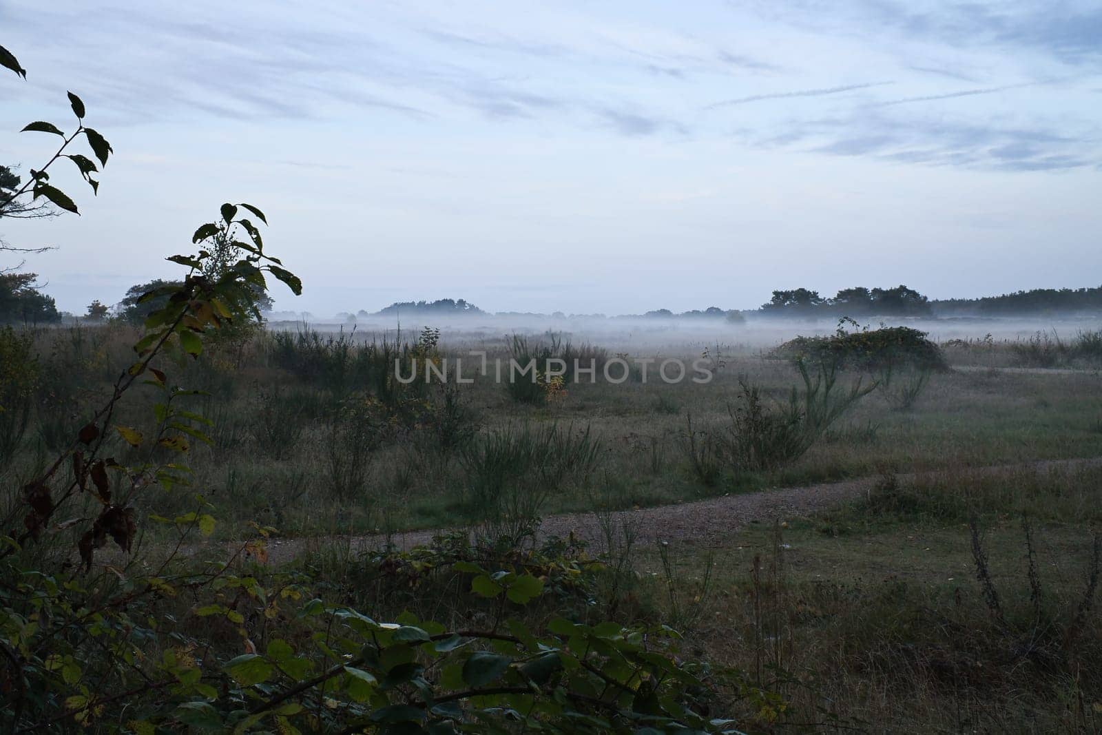 Fore land with fog on grass and heather in Denmark, in front of dunes. Trees and clouds in mystical mood. Landscape shot from Scandinavia