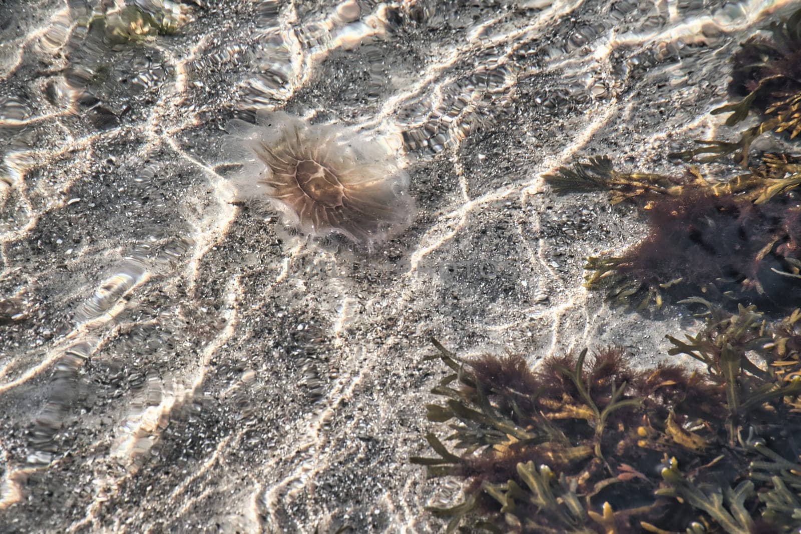Fire jellyfish on the coast swimming in salt water. Sand in the background in waves pattern. Animal photo from nature