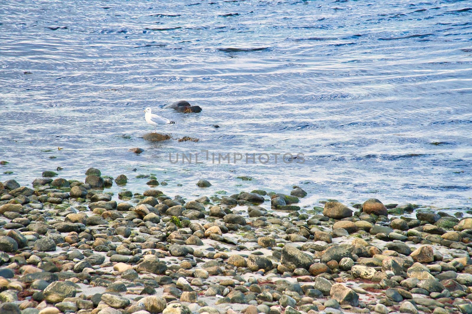 Stone beach on the sea of Denmark, with a seagull on a stone. Landscape shot on the water