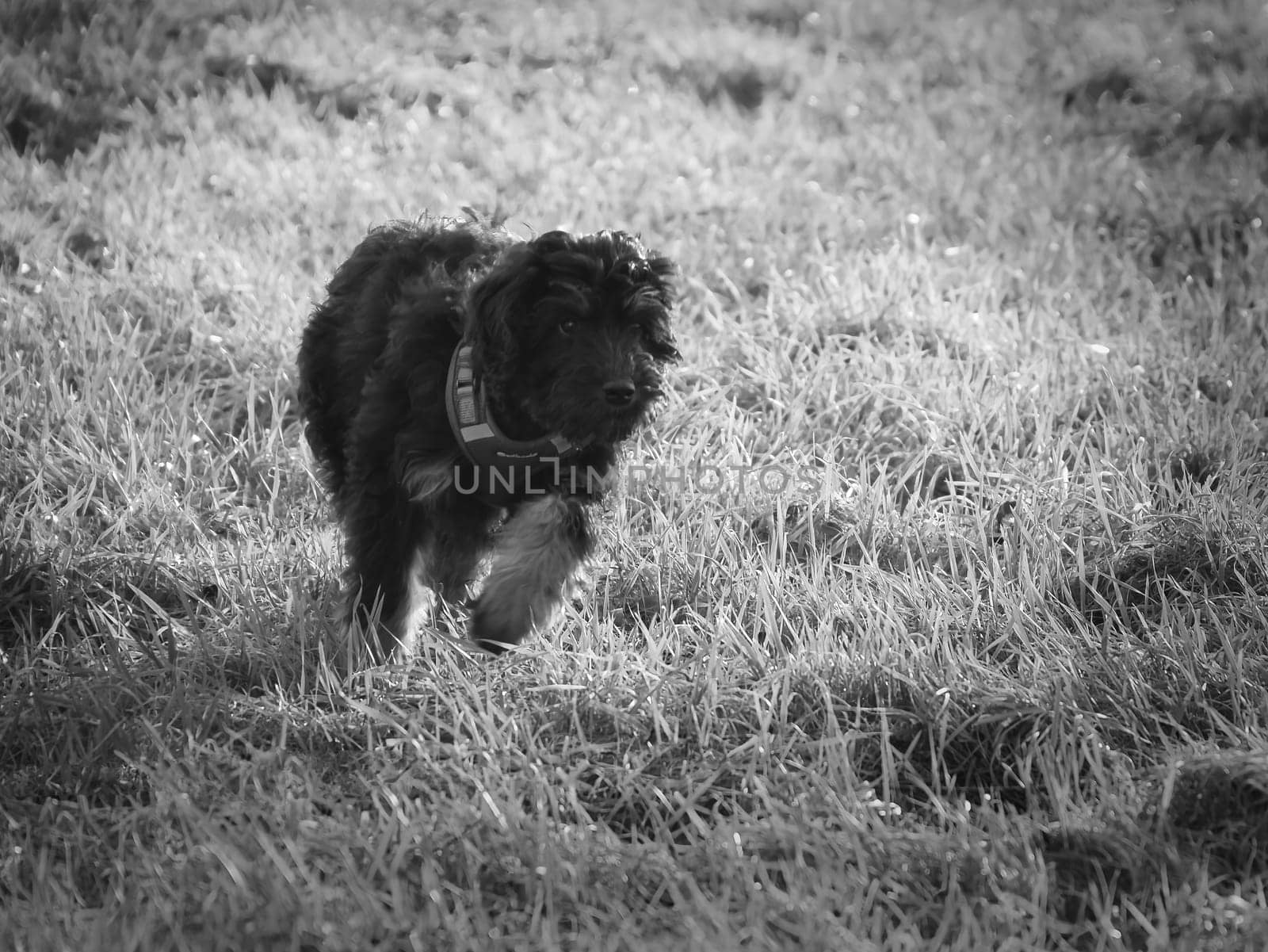 Goldendoodle puppy playing on a meadow. Hybrid dog that does not cause animal hair allergy. Black and Tan Coat. Animal photo of a dog