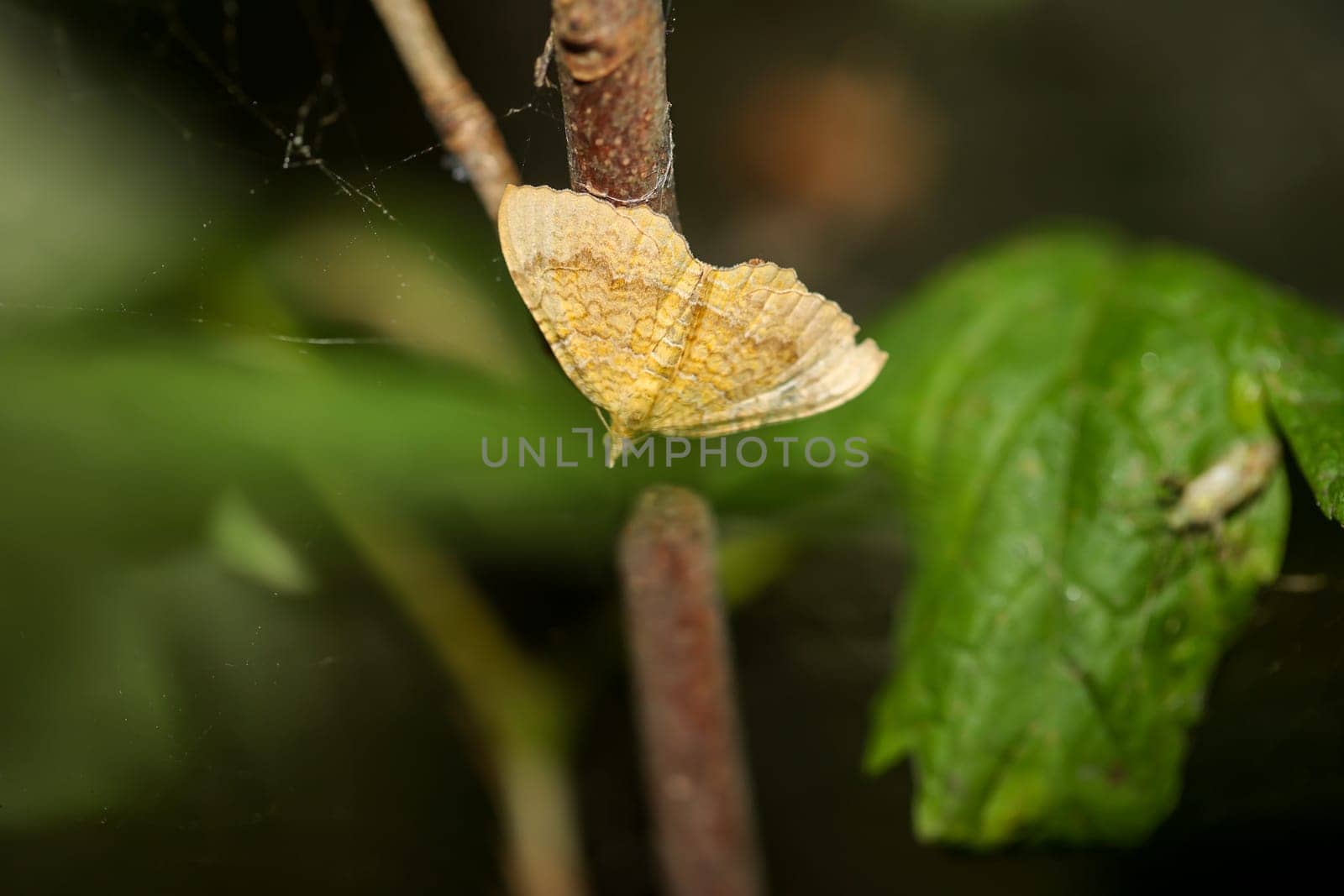 A small red-banded moth on a branch of a bush.