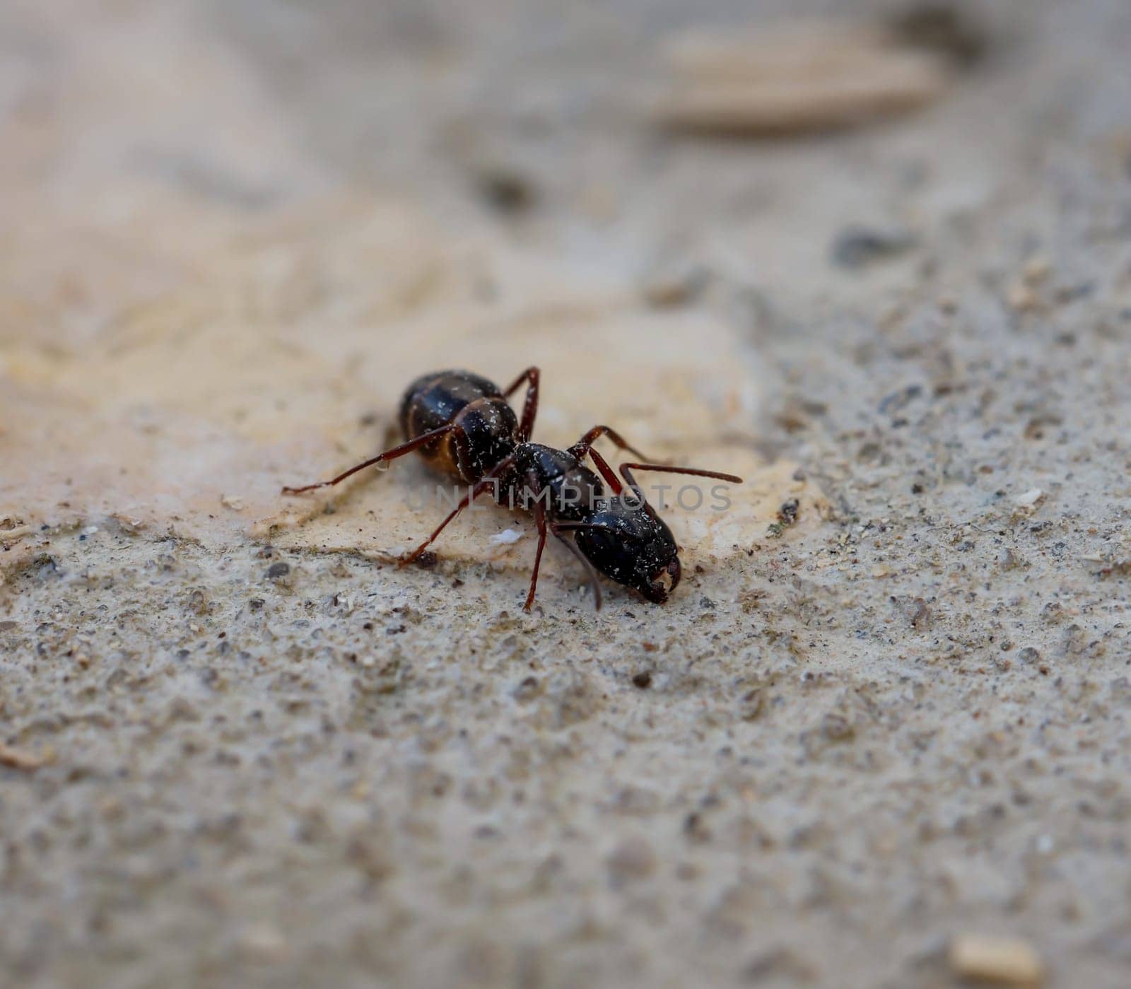 A large ant on stone, with black hind body and brown tailie.