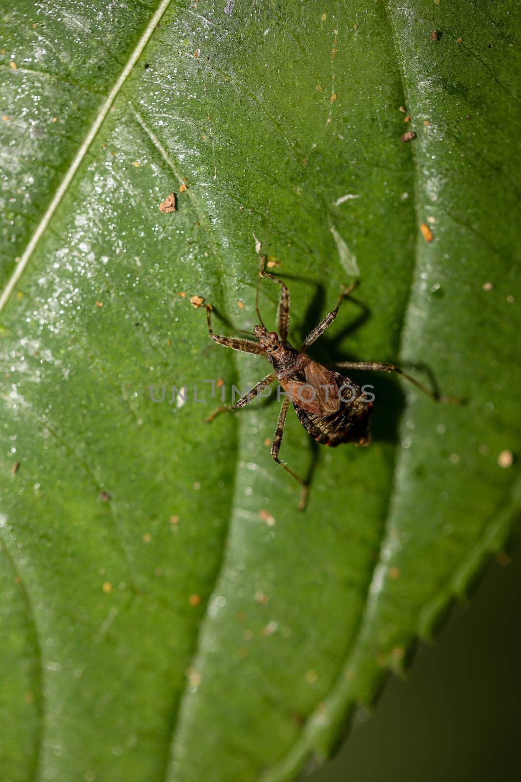 A longhorn bush predator Himacerus apterus on a leaf of a deciduous tree.
