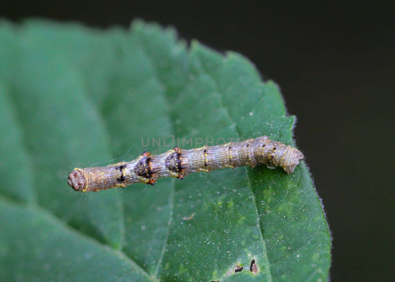 A caterpillar of a frost moth well camouflaged in a bush.