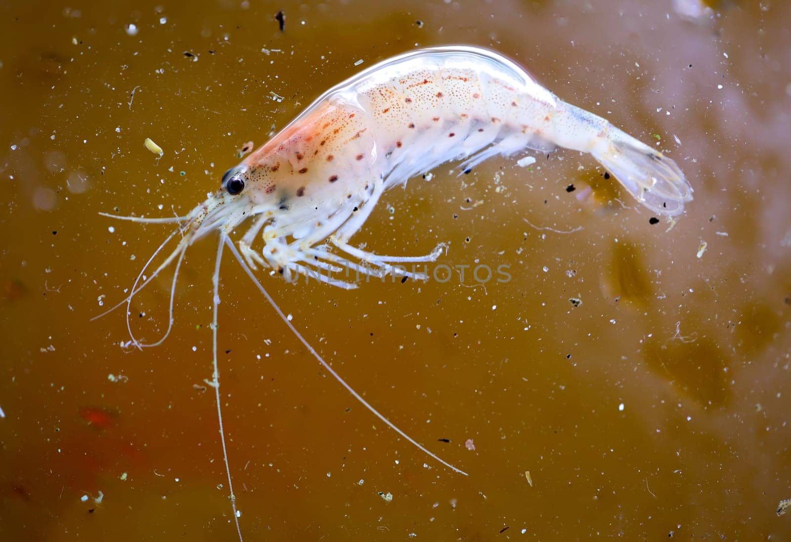 Close up of an Amano shrimp in an aquarium.