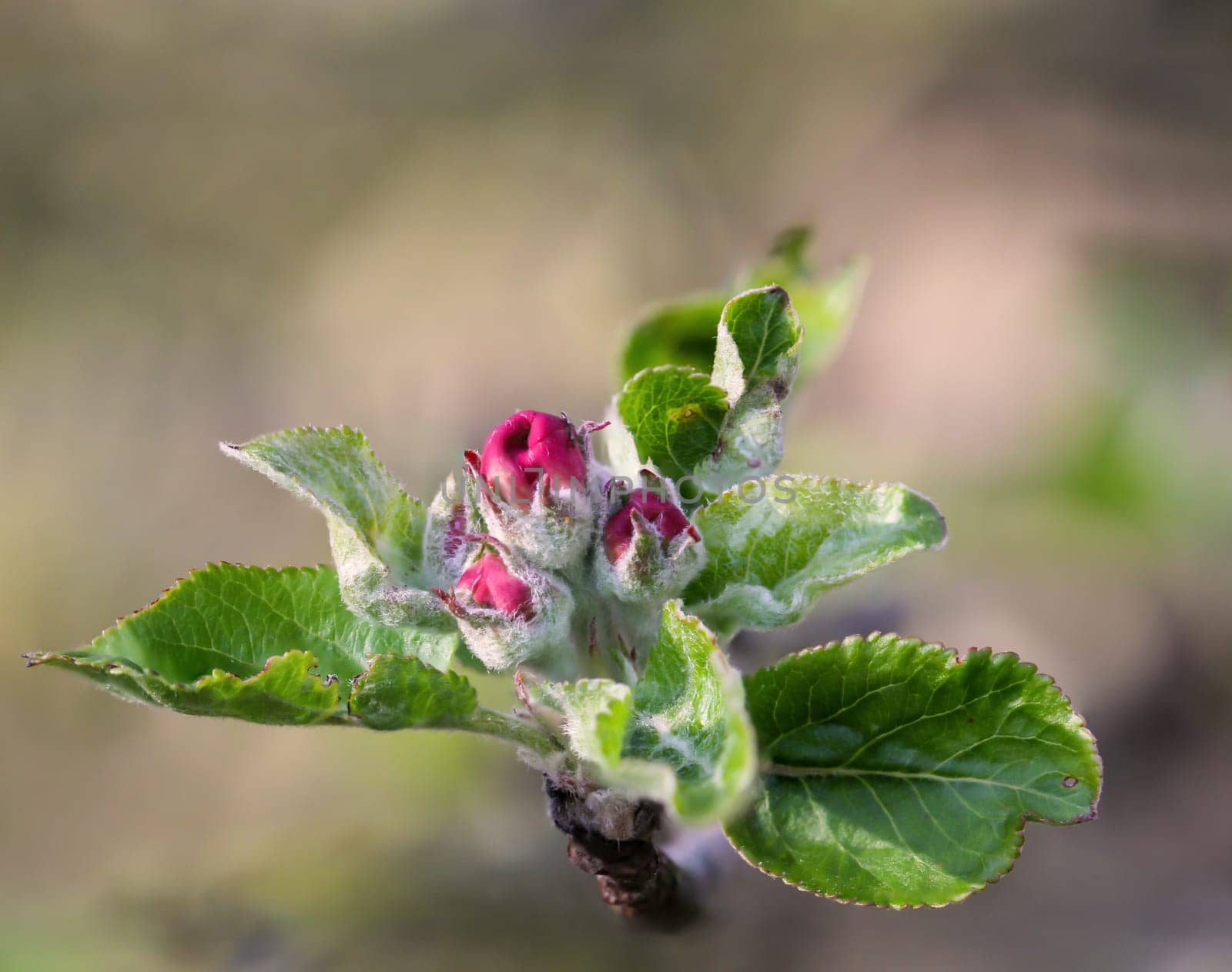 A close-up of a shoot of a tree in spring.