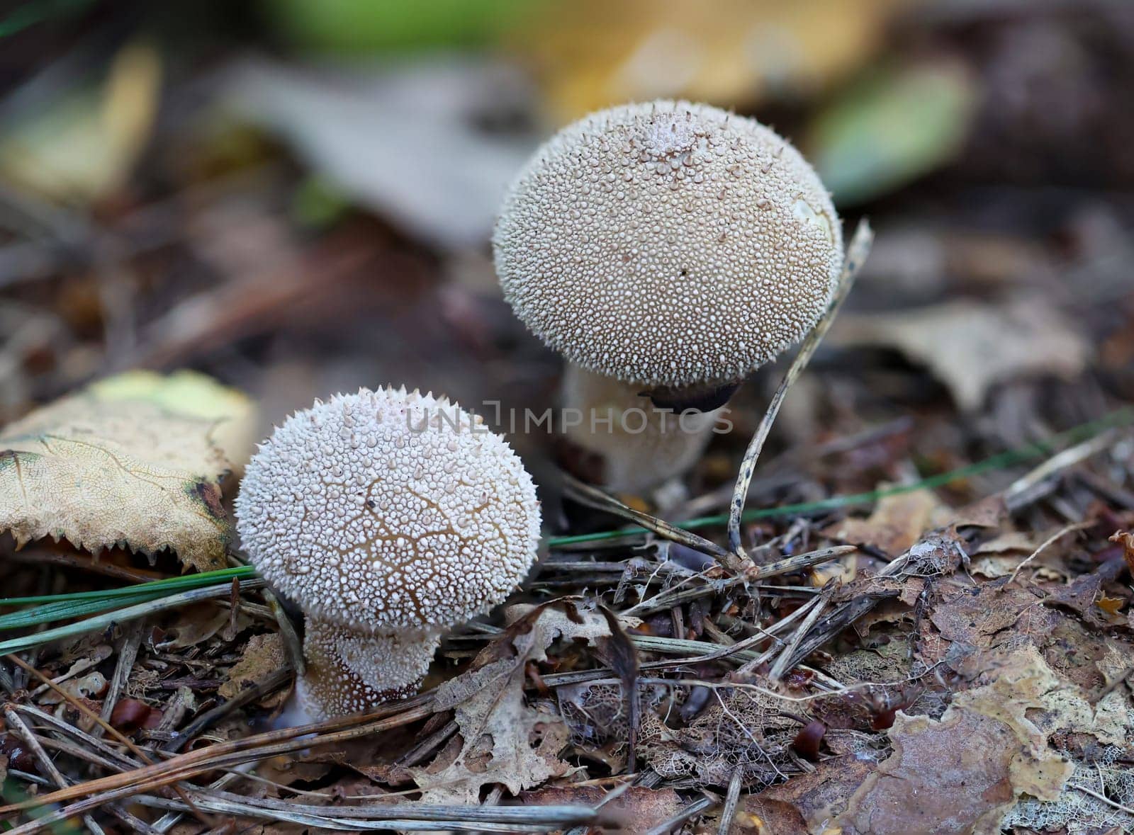 Two bovist, mushrooms on the forest floor. Close up of mushrooms.