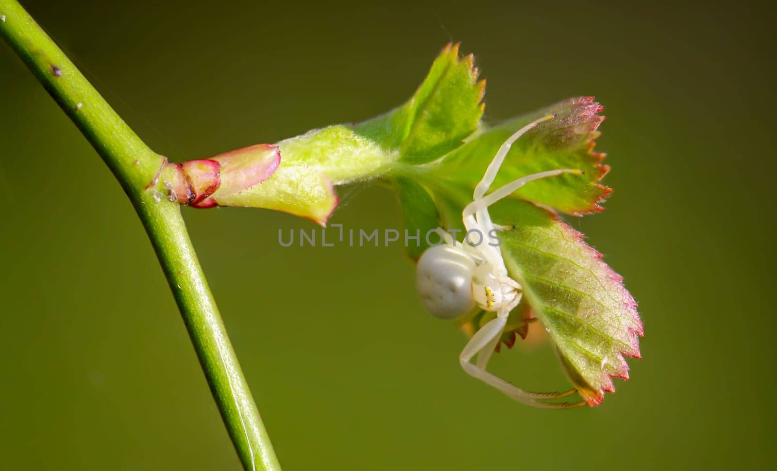 A variable crab spider, Misumena vatia on a shrub.