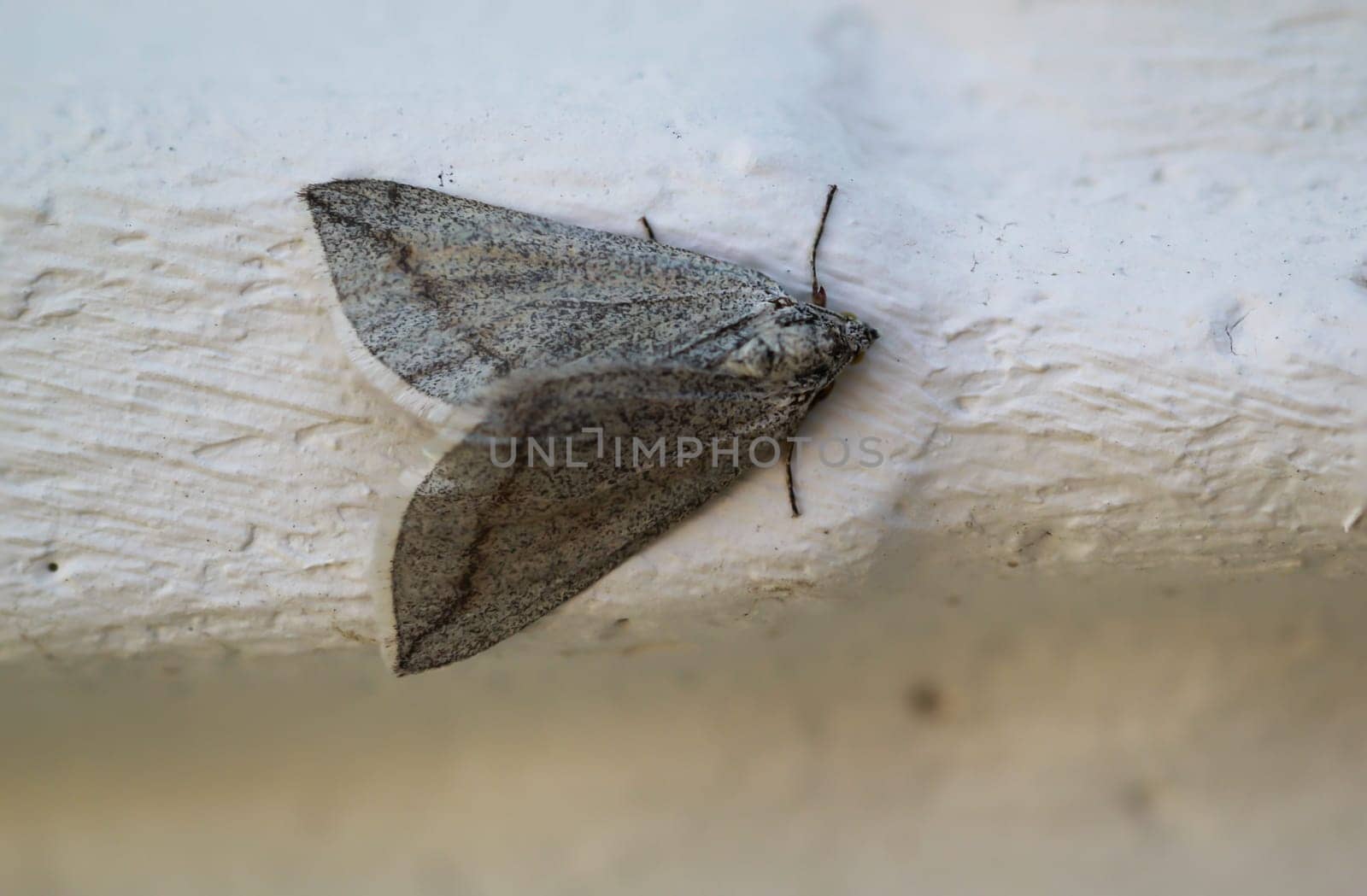 A peeper, a butterfly sits on a white wall.
