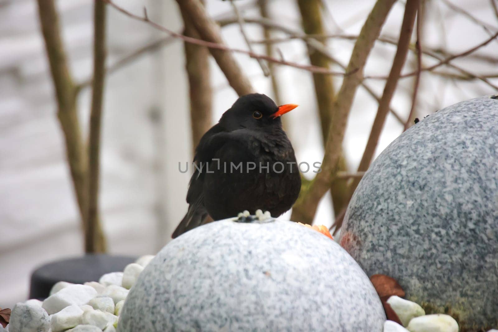 A blackbird in winter on a fountain.