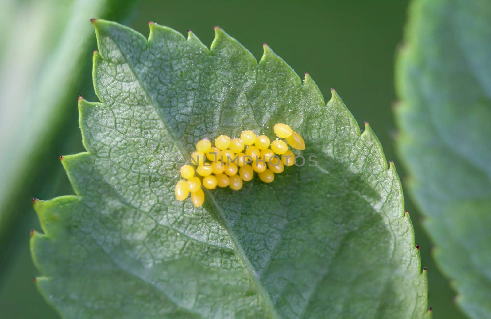There are many yellow eggs of a bug attached to the underside of a leaf.
