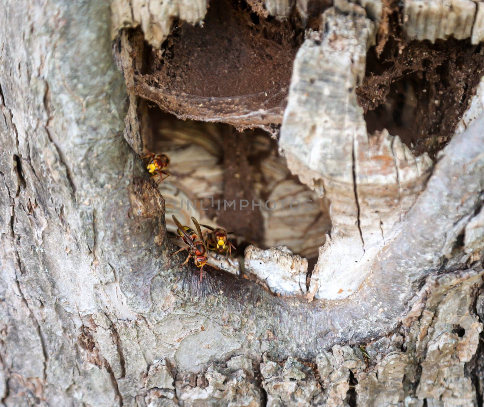 The output from a hornet's nest in the trunk of an apple tree.