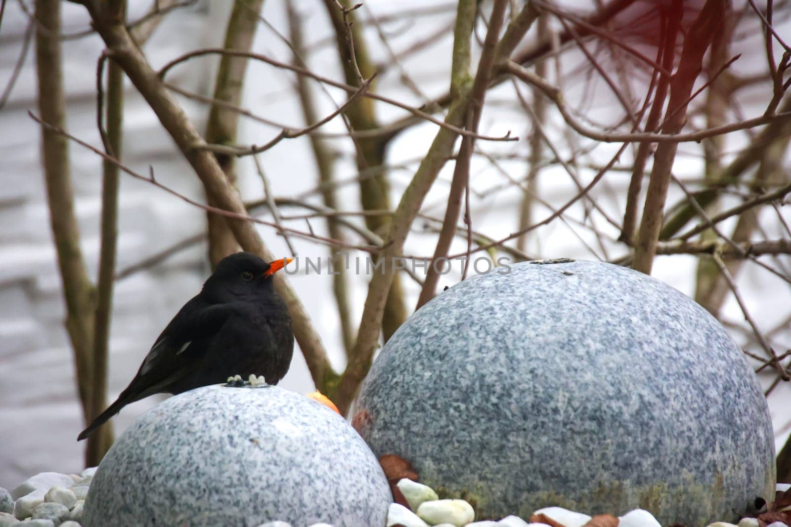 A blackbird in winter on a fountain.