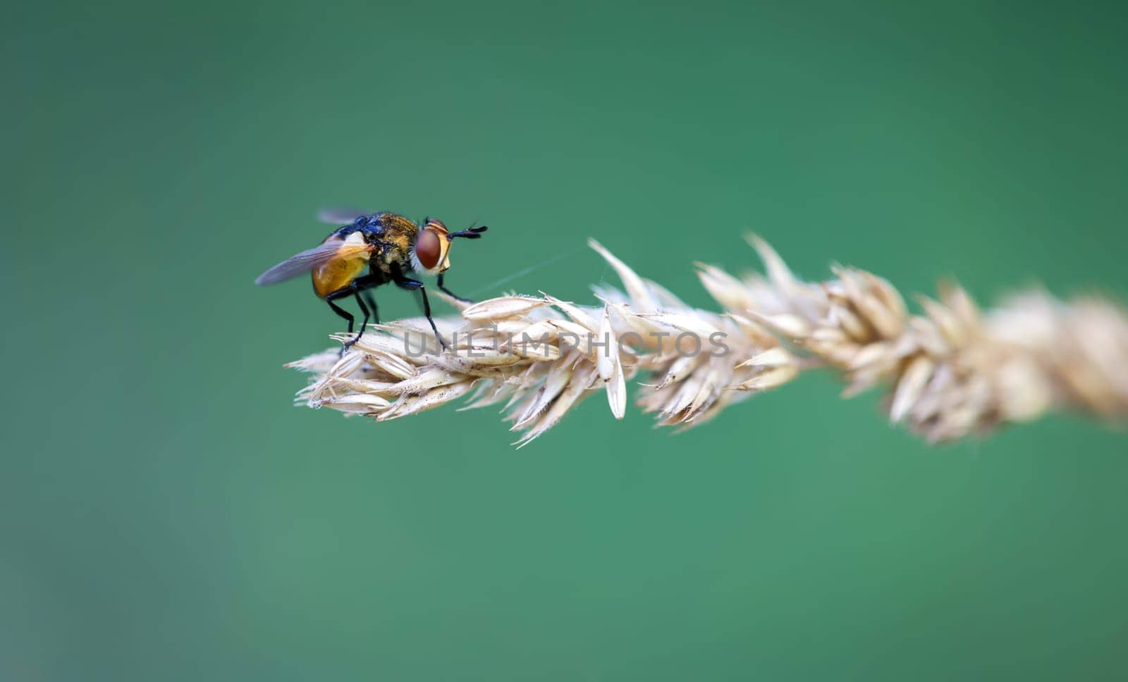 A fly sits on a plant. Close up of a fly.