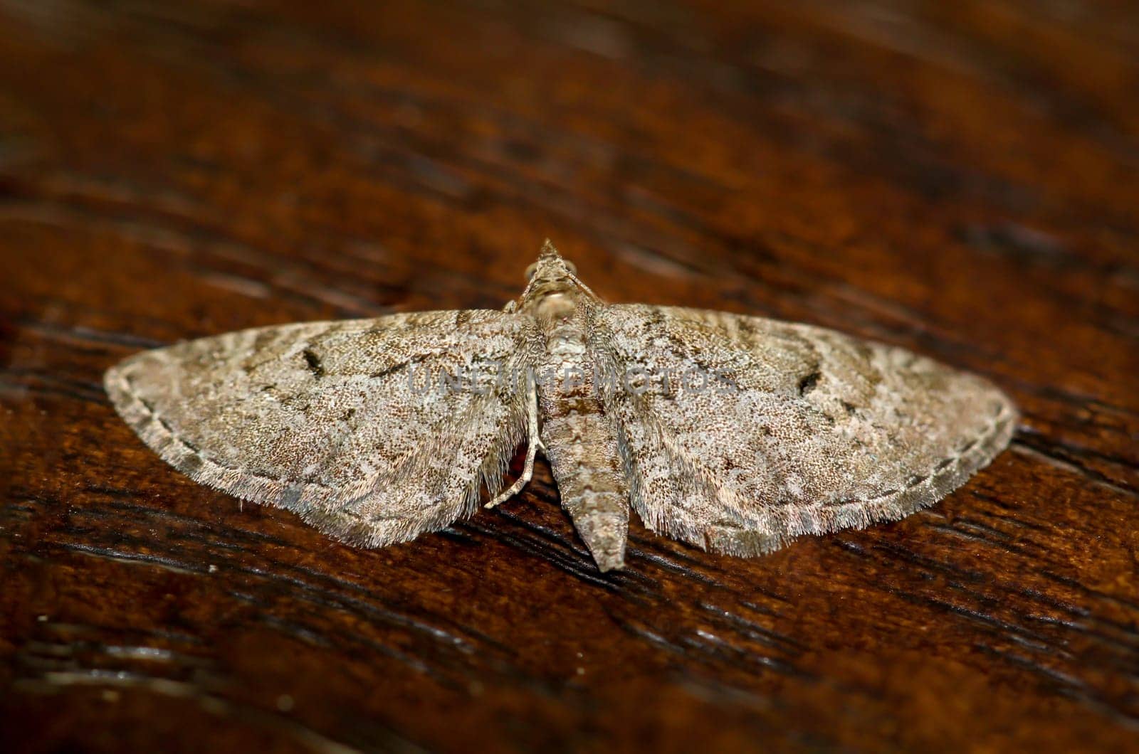 The great juniper flower moth (Eupithecia intricata) on a board.