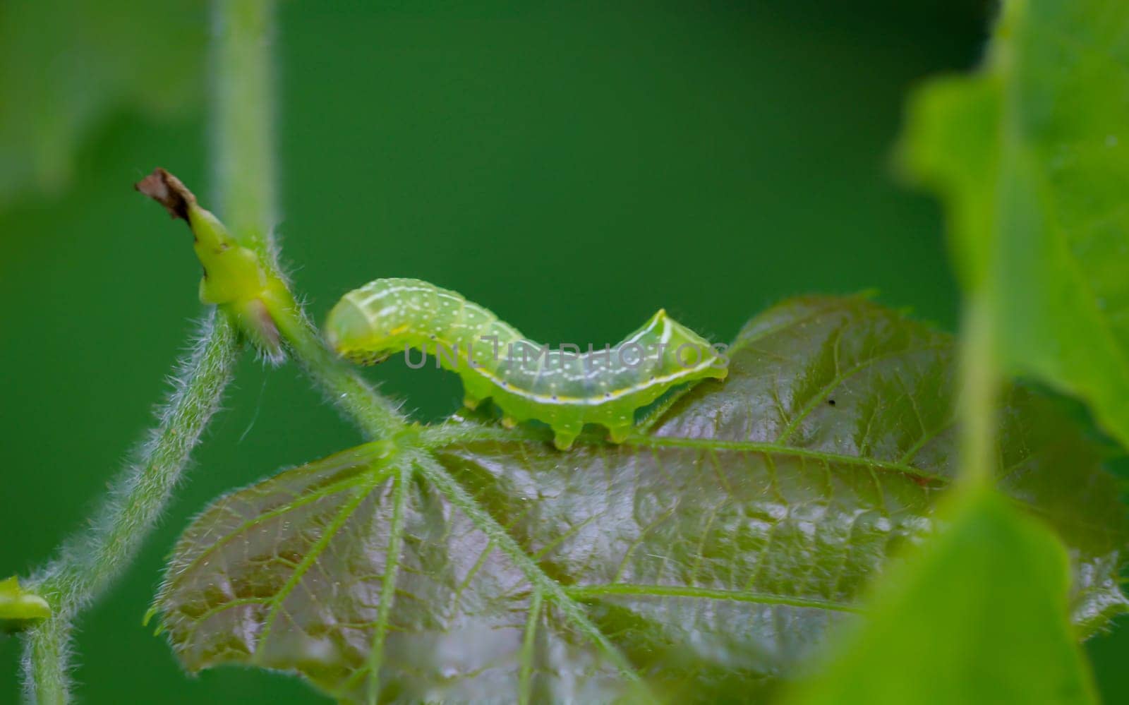 The caterpillar of a pyramid owl, Amphipyra pyramidea on a leaf.