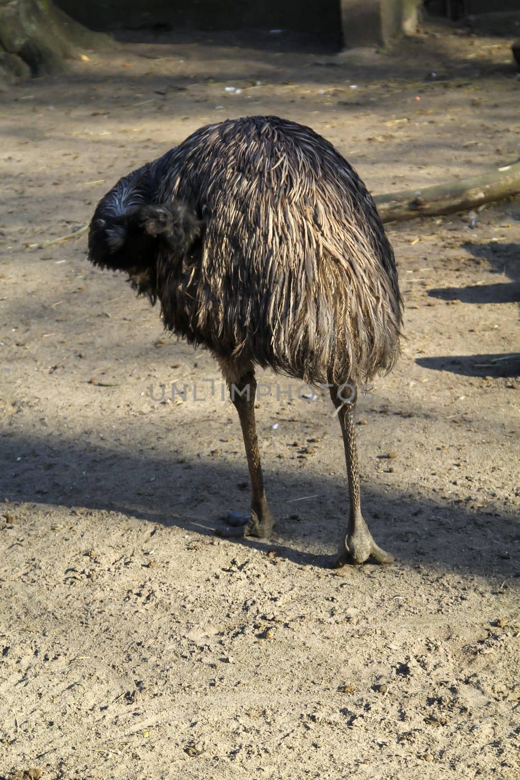Portrait of a Nandu, a flightless bird.
