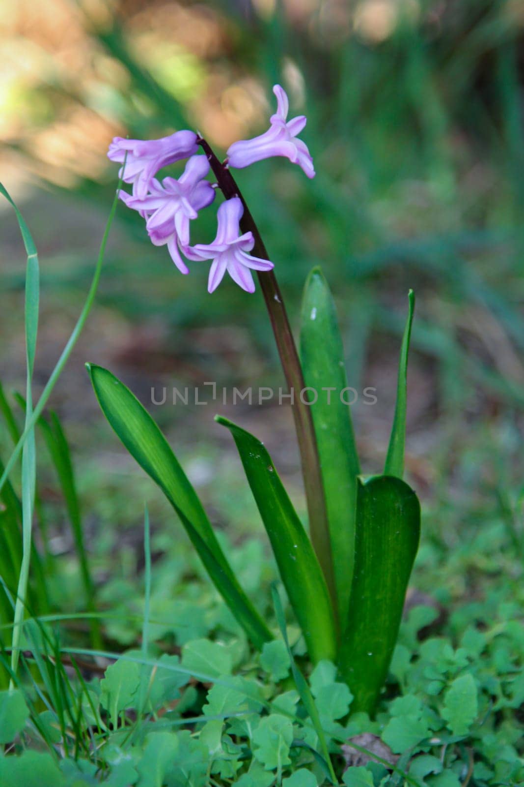 Close-up of opened flower of hyacinth.