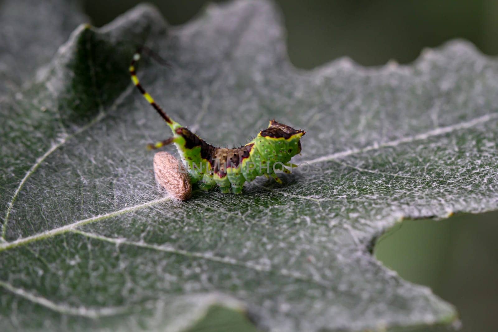 A well camouflaged green brown caterpillar with two tails on one leaf.