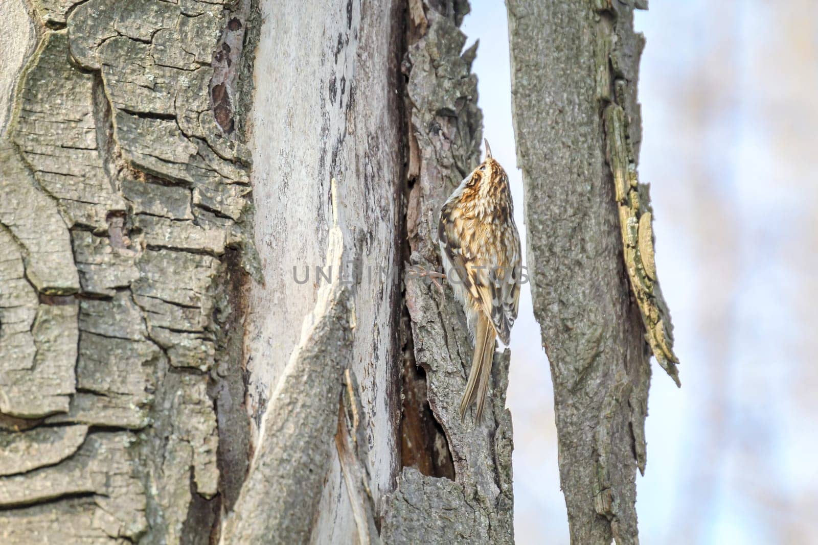 A garden treecreeper, Certhia brachydactyla brings nesting material to the nest box.