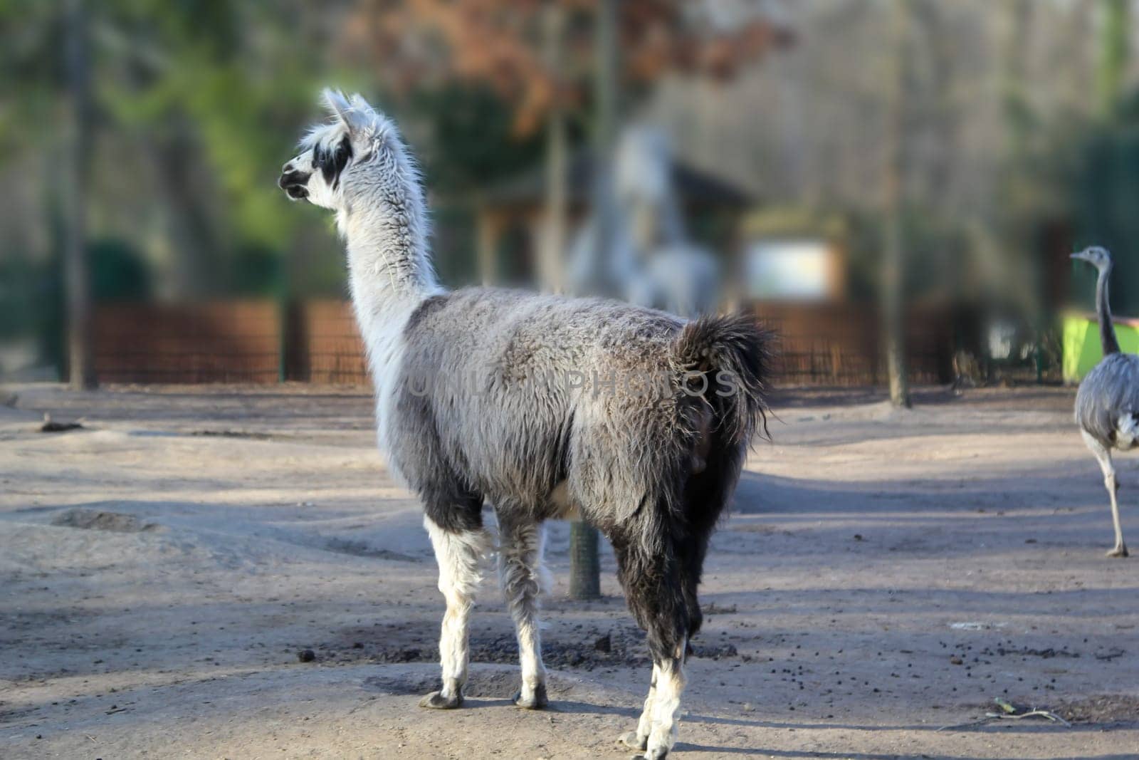 Portrait of an alpaca. Alpaca provide high quality wool.