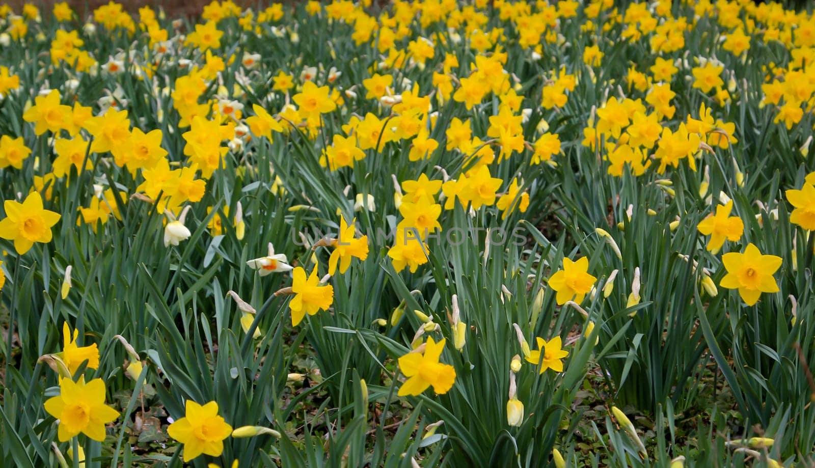 Lots of daffodils, daffodils on a flower area.