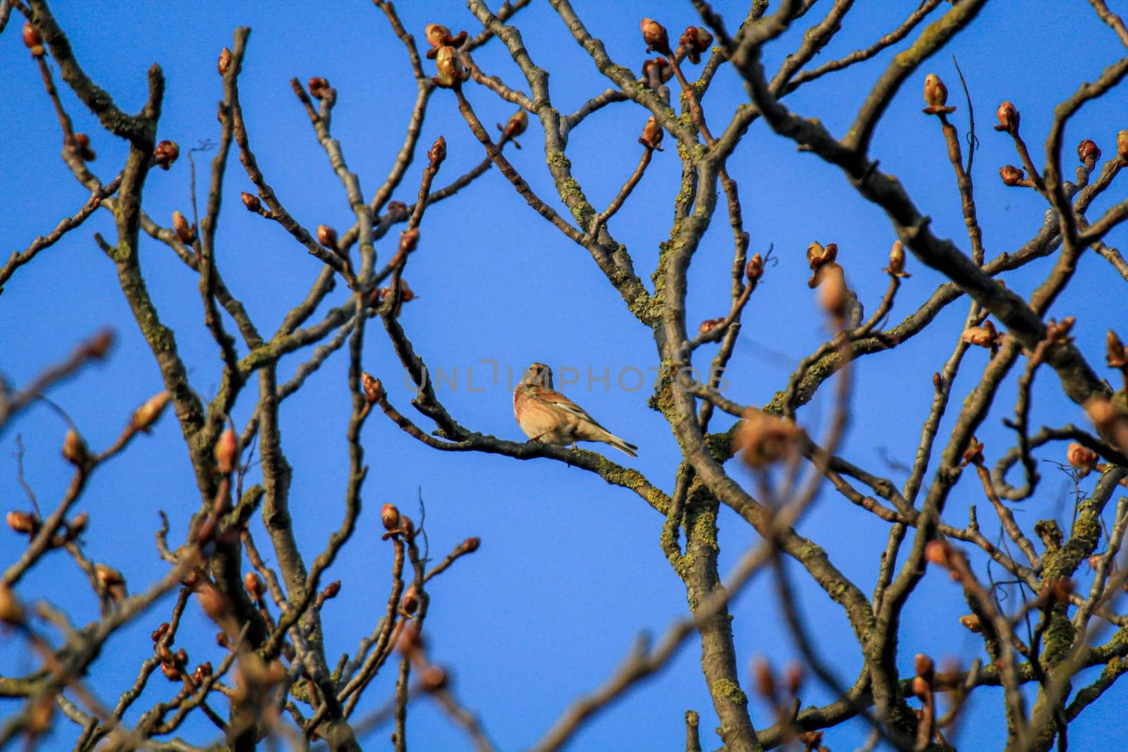 A blood linnet, also called linnet or flax finch on a tree.