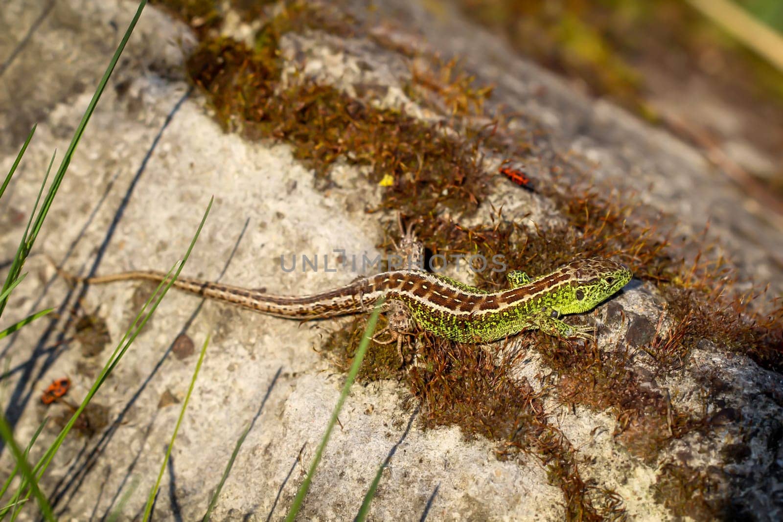 A male sand lizard on a stone. Each fence lizard has a different dorsal marking.