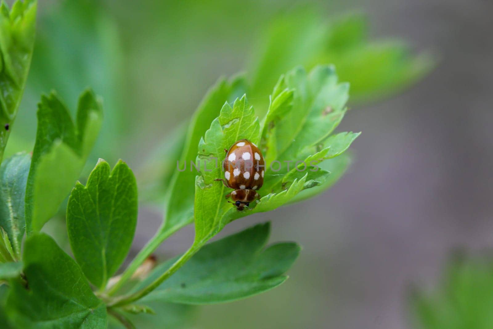Close up of a ladybug on a plant.