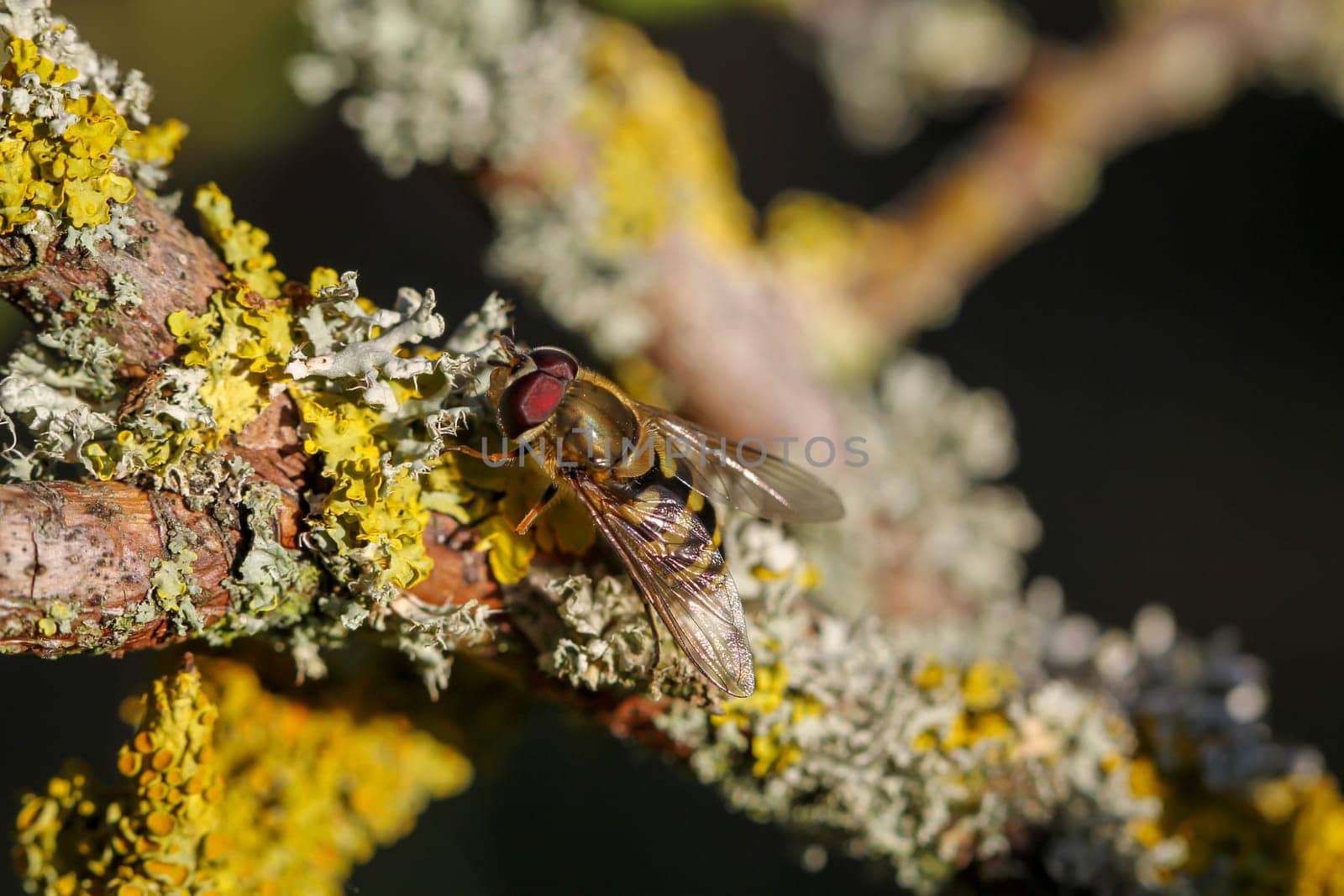 A hoverfly on a branch that is heavily overgrown with lichen.