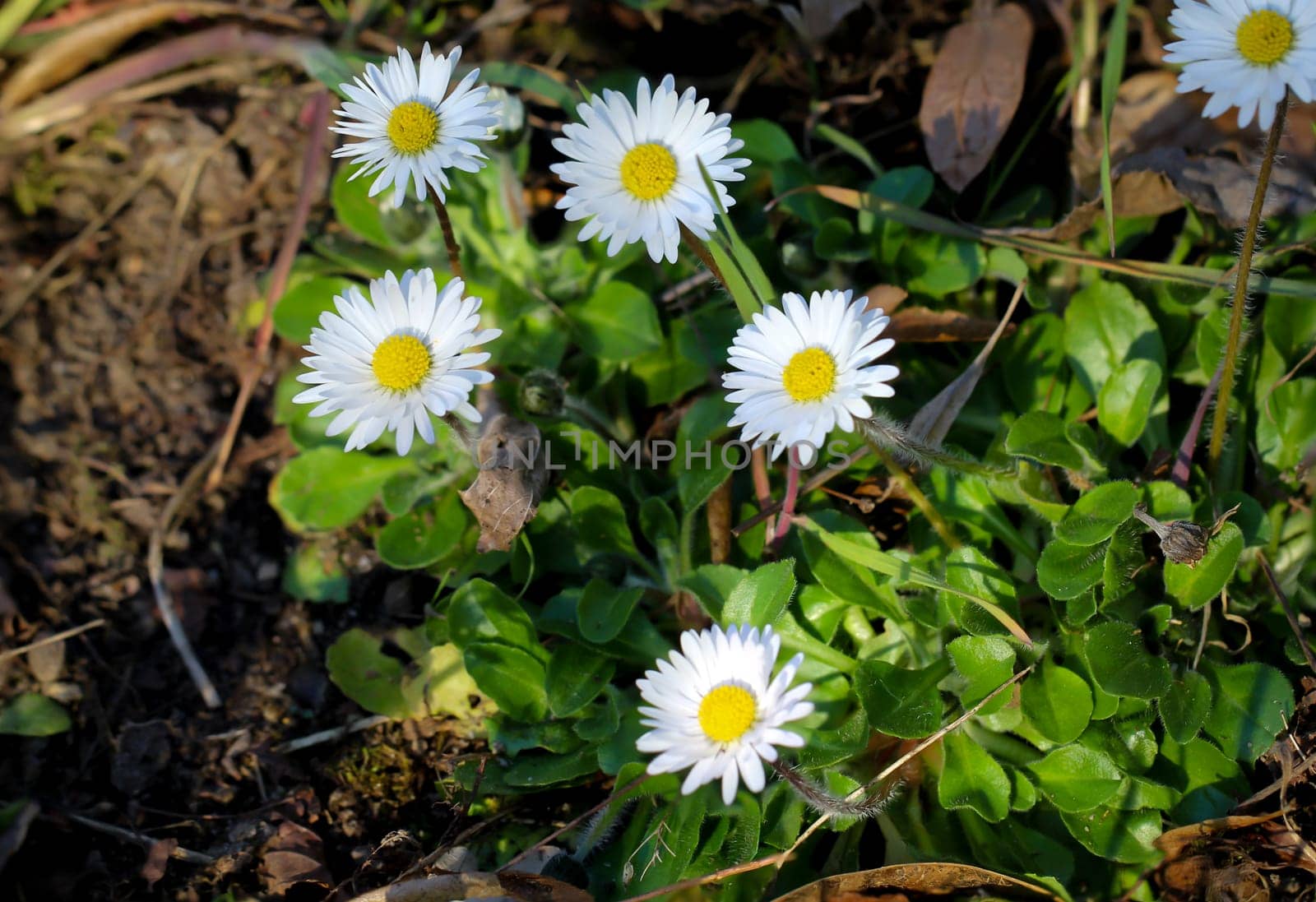 A lot of daisies on a meadow.