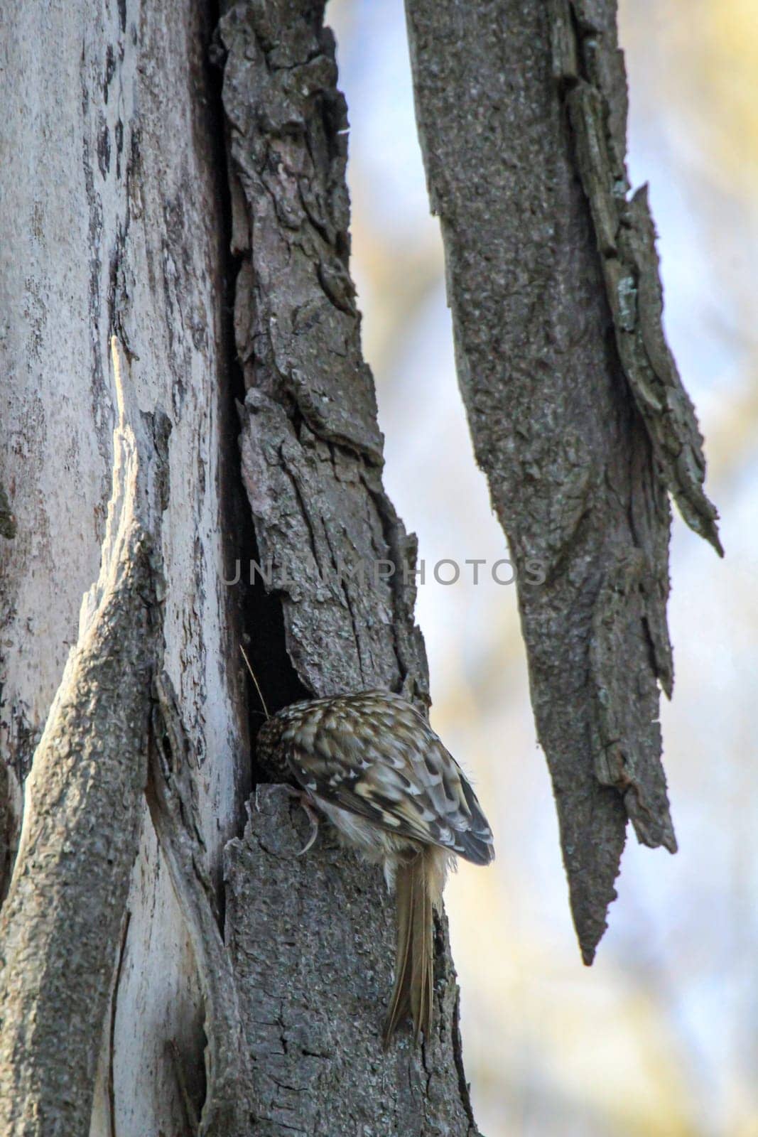 A garden treecreeper, Certhia brachydactyla brings nesting material to the nest box.