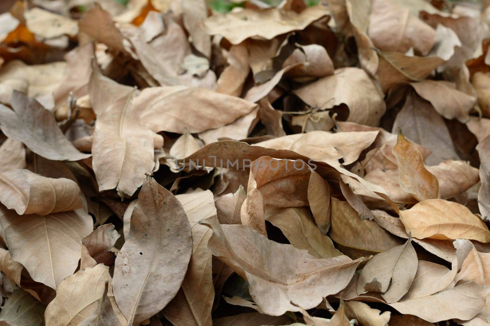 Dry waste leaves of Dead Dried plant natural background. Full Frame. Nature Backgrounds.