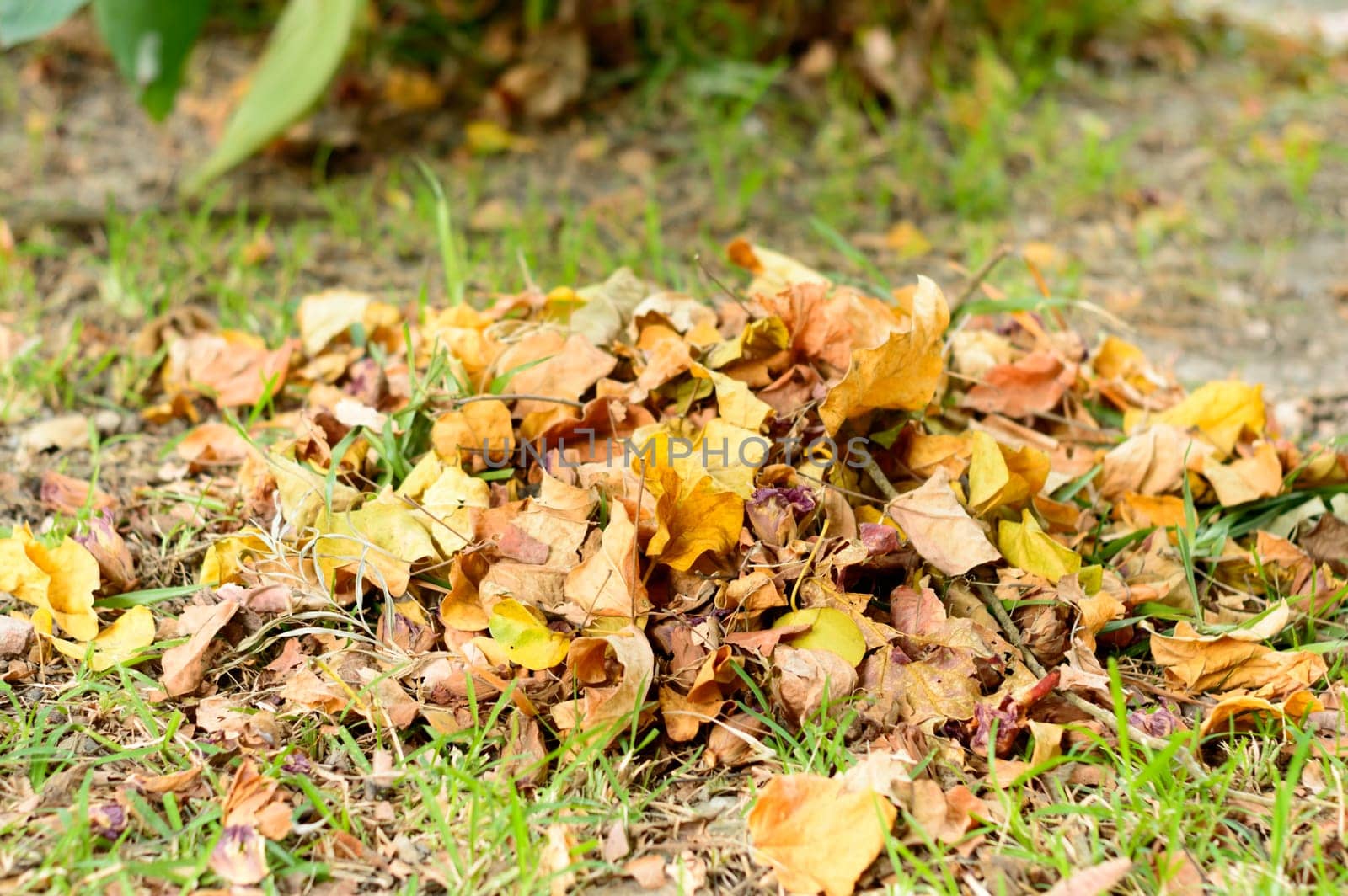Compost Heap of Waste falling Leaves Picking Up after Clean and gathered in a garden park for Recycling. Natural Waste Management Recycled Material. Zero Waste Sustainable Lifestyle concept.